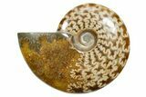 Polished Ammonite (Cleoniceras) Fossil - Madagascar #348514-1